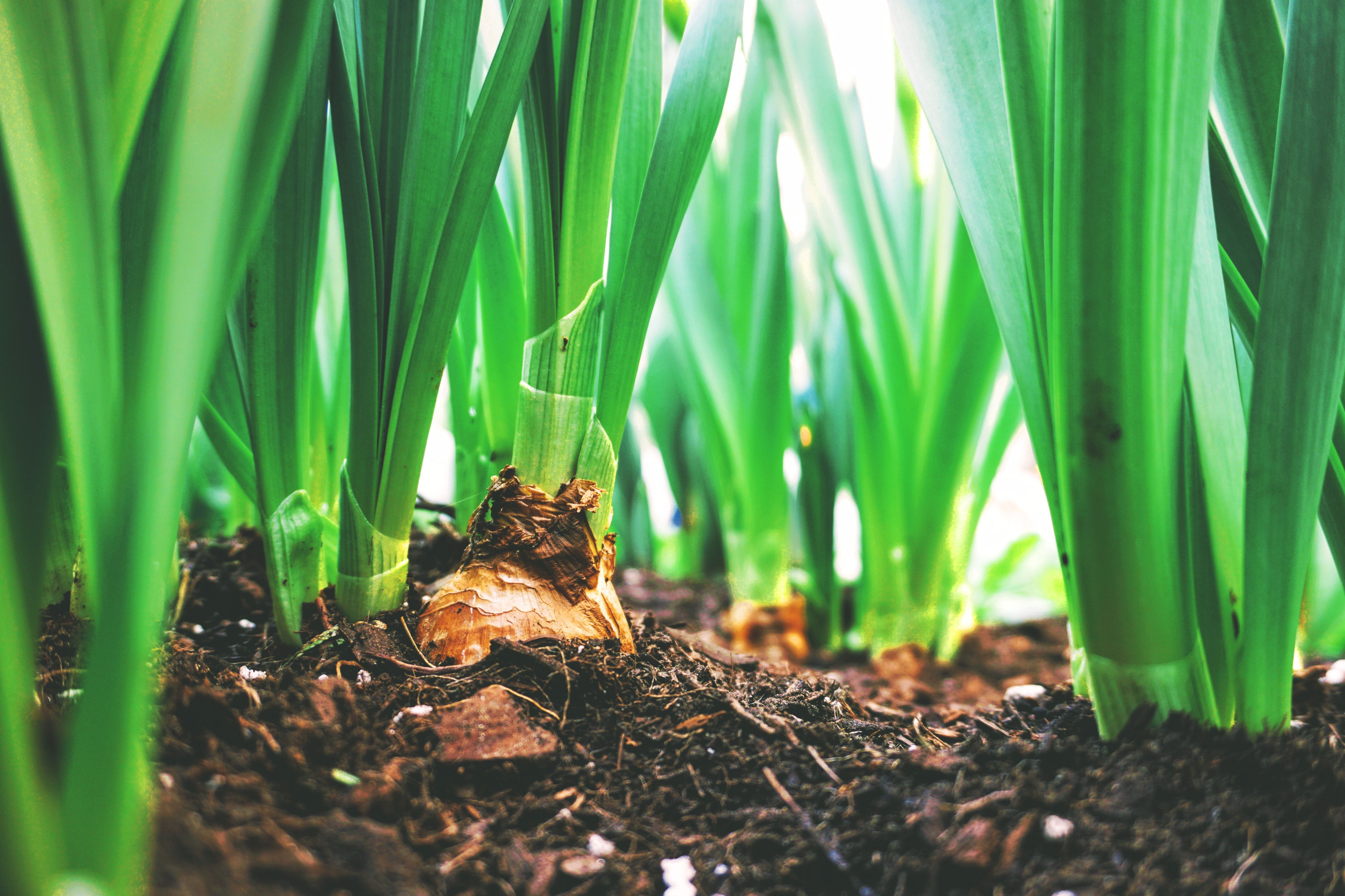 GROW