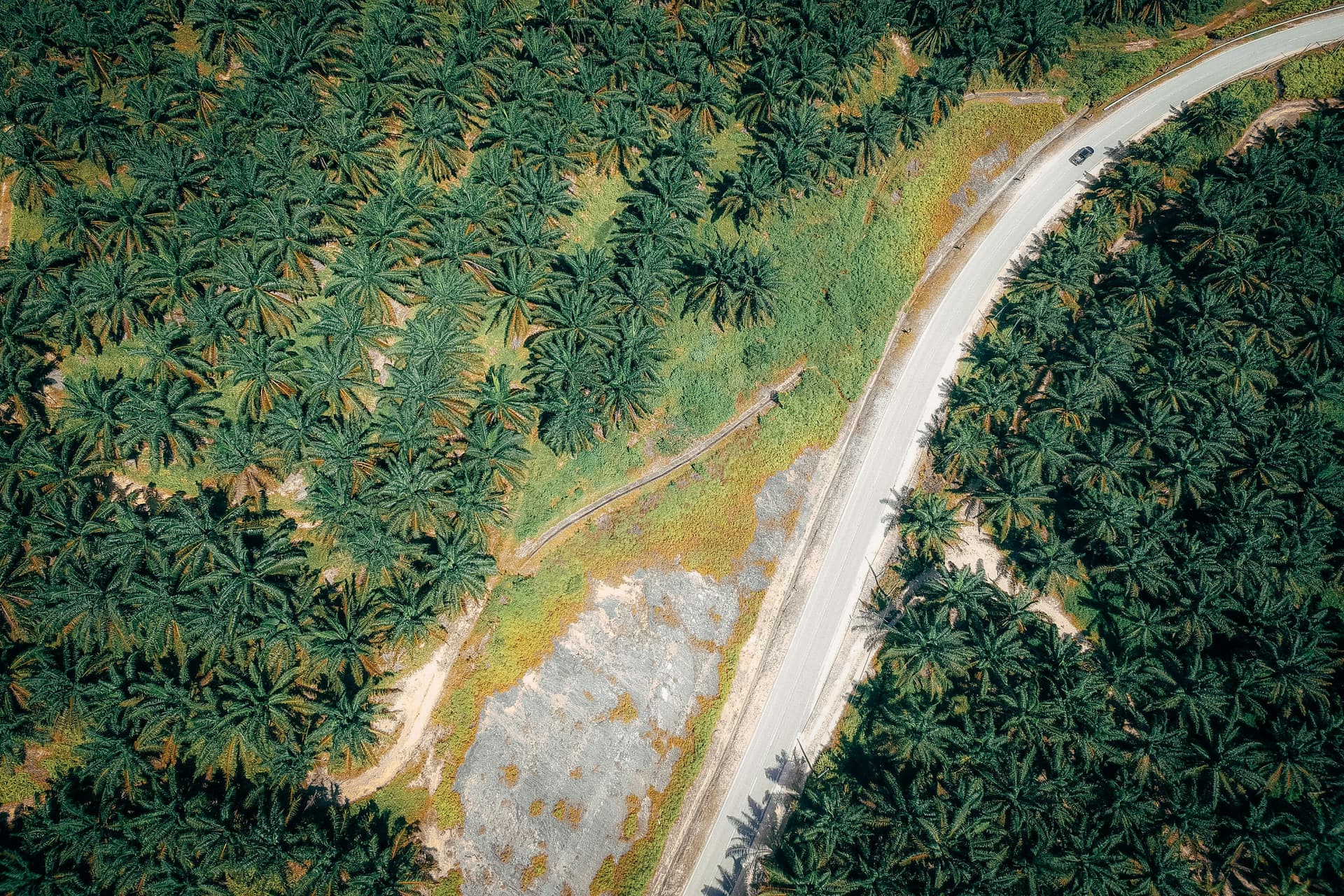 Mapping drivers of tropical forest loss with satellite time series and AI